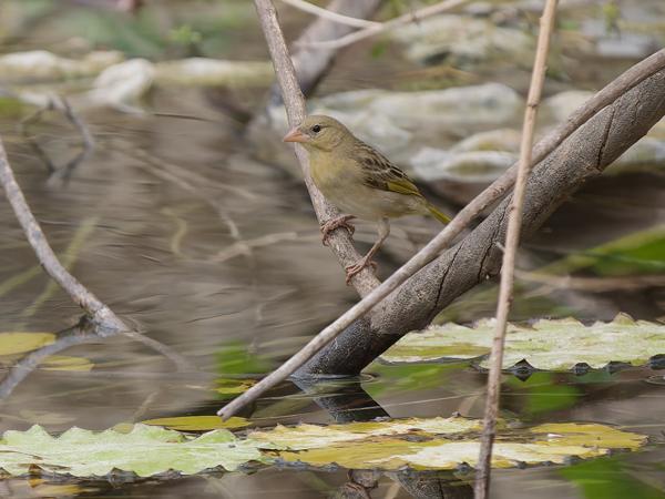 Rüppell's weaver (Ploceus galbula)